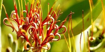Mistletoe Flowers Wallpaper Sea
