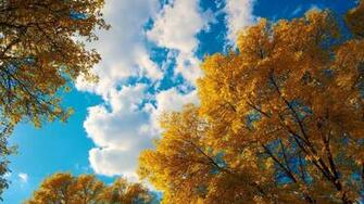 Trees 4k Pc Wallpaper HD Desktops In