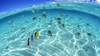 Ocean Fish Seascapes Split Wallpaper MixHD