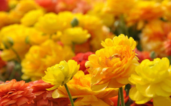 Desktop Flower HD Wallpaper