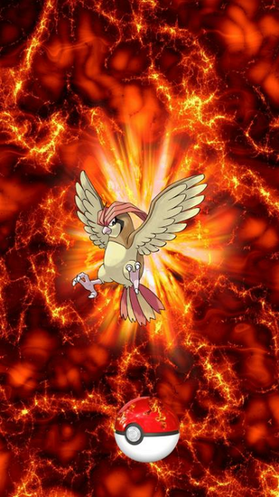 Fire Pokeball Pidgeotto Pigeon Pidgey Wallpaper