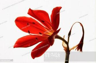 Scarborough Lily Cyrtanthus Elatus Orange Subject White