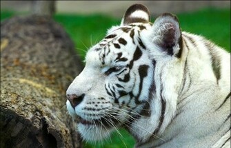 HDwallpics Wallpaper White Tiger Desktop Html