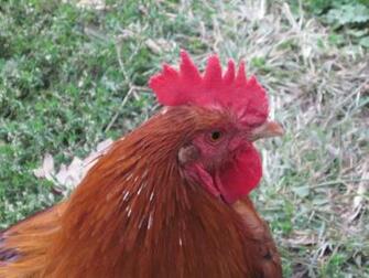 Red Rooster Wallpaper