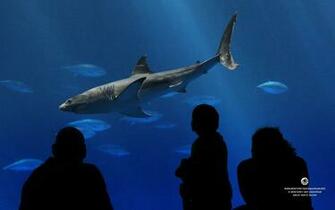 Wallpaper From The Monterey Bay Aquarium