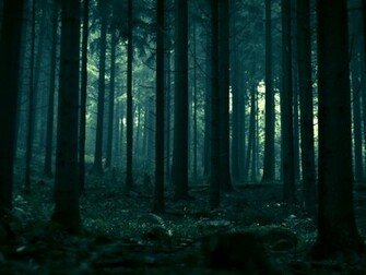 Dark Forest HD Behang