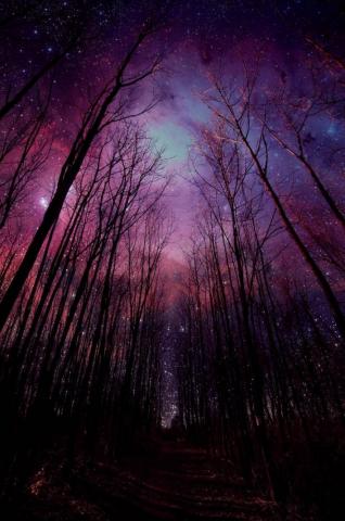 Look Forest Wallpaper Photos Northern Lights