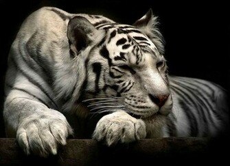 White Siberian Tiger Wallpaper
