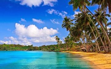 Coconut Tree Calangute Beach Goa Wallpaper Baltana