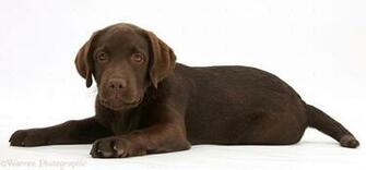 Chocolate Labrador Galleryhip The Hippest Pics