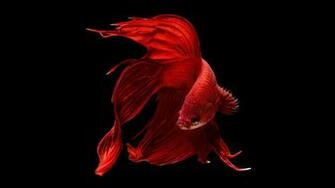 Halfmoon Betta Wallpaper Of Perfect Red