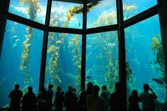 Huge Kelp Forest Tank Travel Wallpaper And Stock Photo