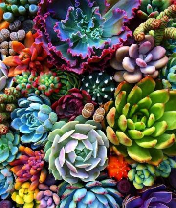 Succulent Garden Wallpaper Top