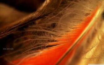 Orange Feather Macro 4k HD Desktop Wallpaper For Ultra Tv