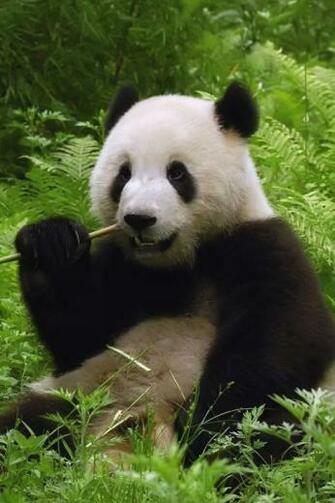 Funny Fat Bear Desktop Wallpaper