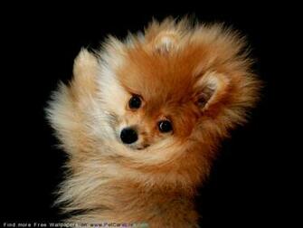 The Pomeranian Dog Desktop Wallpaper Pictures For Pc Mac