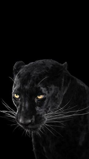 iPhone X Wallpaper HD 1080p Black Tecnologist I Phone