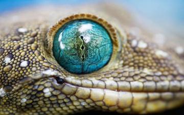 Beautiful Animals Wallpaper HD Desktop Widescreen