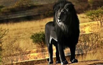 Title Exuberante Le O Preto Wallpaper Click For More Pics Like