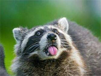 Raccoon Wallpaper