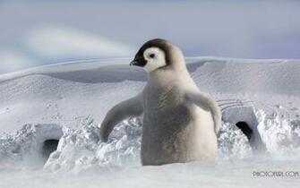 Beautiful Baby Penguin Wallpaper Computer Pictures