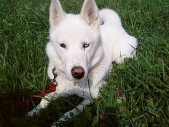 White Husky Wallpaper HD Background