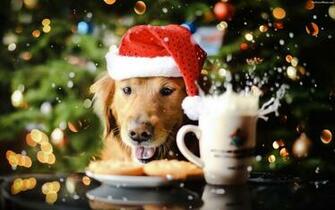 Christmas Dog Wallpaper The Best Image In