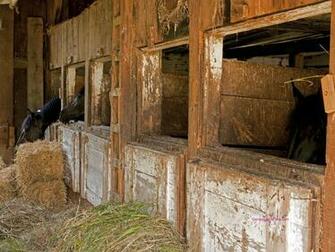 Pin Stall And Barn Horse Stables