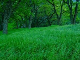 Grasslands Wallpaper Collection
