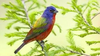 Pajarillo Ex Tico Exotic Bird Wallpaper De