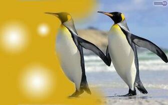 Penguin Wallpaper Of Penguins