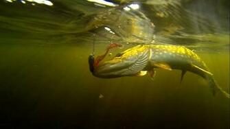 Dramatic Fishing Lures On Deep Green Wallpaper Border Underwater