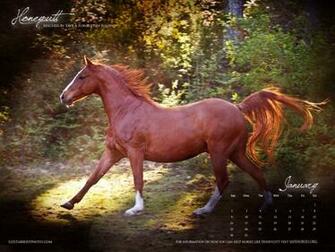 A Special Offer From January S Heartist Save Forgotten Equine