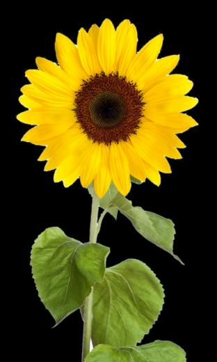 Sunflower Clipart Image With Transparent Background Png Clipartpost