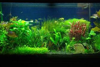 Attractive Aquarium Background Technosamrat