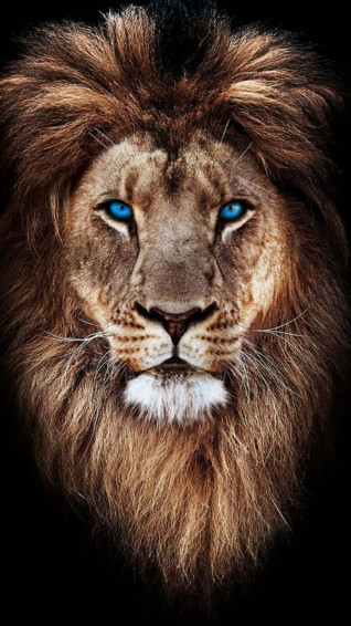 Lion Face Wallpaper