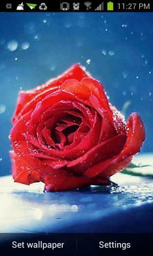 Rose Live Wallpaper Android