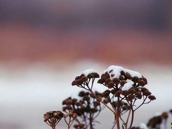 HD Wallpaper Early Winter X Kb Jpeg