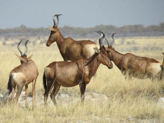 Wildebeest Wallpaper For Computer