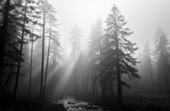 Black And White Nature Wallpaper