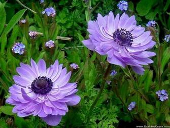 Wallpaper Flowers Gardens Background Anemone Pride