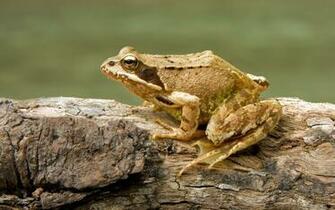 File European Common Frog Rana Temporaria Jpg Wikipedia