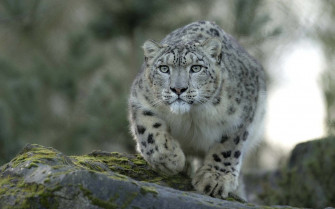 Snow Leopard Wallpaper HD