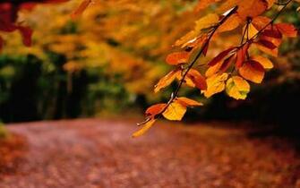 Autumn Leaves Wallpaper Umad