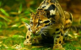 High Def Collection Full HD Ocelot Wallpaper In