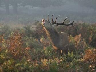 Richmond Park Picture Deer Wallpaper National Geographic Photo