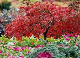 Japanese Maple Wallpaper