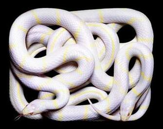 White Snake Wallpaper All About World Tattoo Design