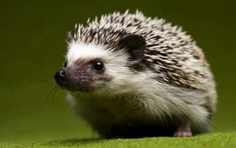 Hedgehog Computer Wallpaper Desktop Background Id