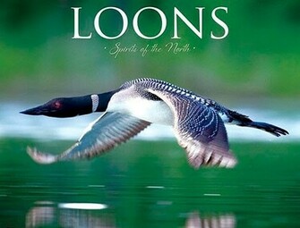 Loon Wallpaper